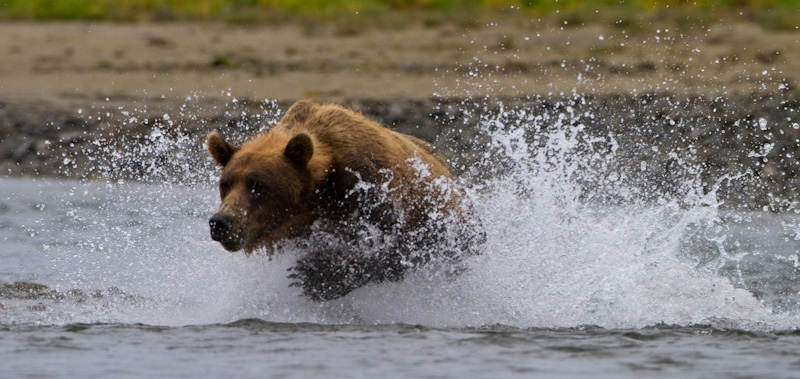 Grizzly Bear Chasing Salmon